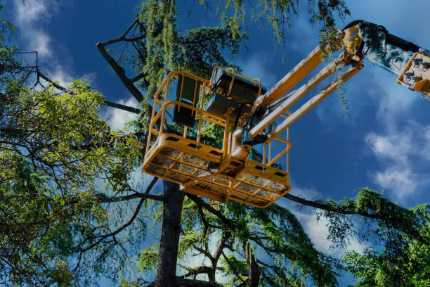 Why Choose Our Tree Removal Services in Hooverson Heights, WV?