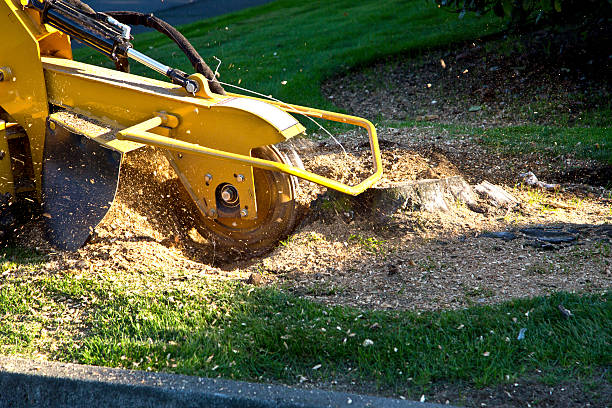 Best Hazardous Tree Removal  in Hooverson Heights, WV